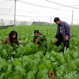 青岛黄岛区食药监三举措强化食用农产品安全监管